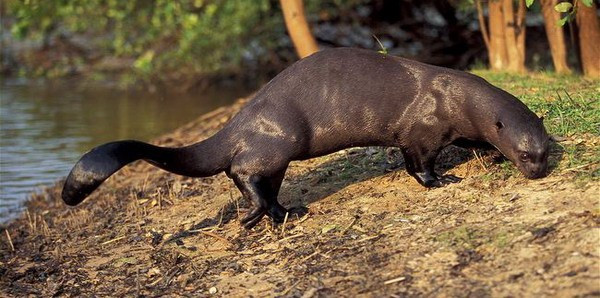 Nutria gigante
