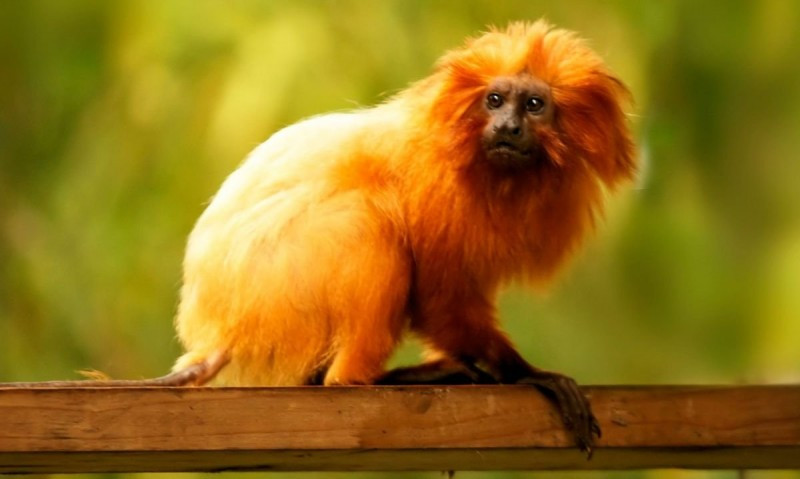 Leontopithecus rosalia