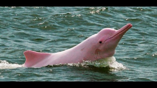 Delfin rosado