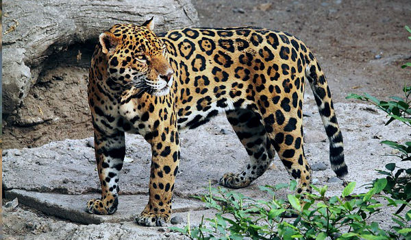 Jaguar